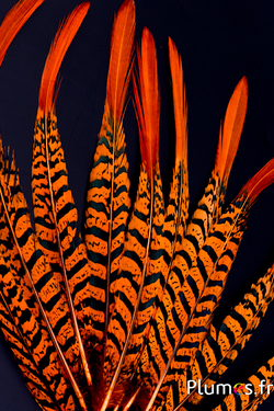 Faisan Lady Armherst - 24-27 cm - orange-noir 